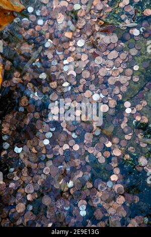 Bronze and silver British coins in a wishing well with flowing water distorting their appearance Stock Photo