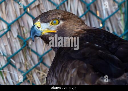 A golden eagle (Aquila chrysaetos) very close up showing off golden feathers, yellow eyes, and beak. Stock Photo
