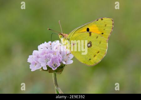 Clouded Yellow Butterfly, Colias croceus, nectering on Small Scabious, Scabiosa columbaria, flower, St. Brides, Pembrokeshire, Wales, 23rd August 2019 Stock Photo