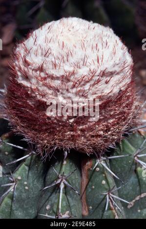 Close up of Melocactus oreas Miqu. CACTACEAE. And is a spicies of cactus  Stock Photo - Alamy