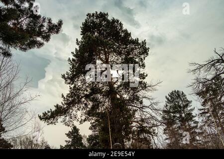 View from below on tall coniferous trees in winter. The photo was taken in Chelyabinsk, Russia. Stock Photo