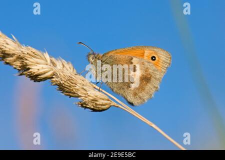 Small Heath Butterfly, Coenonympha pamphilus, roosting on grass seed head, Blewburton Hill, Aston Upthorpe, Oxfordshire, 24th June 2020. Stock Photo