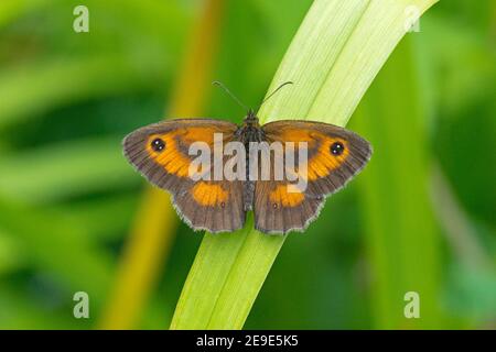 Male Gatekeeper Butterfly, Pyronia tithonus, at rest in a garden at Harwell, Oxfordshire, 14th July 2020. Stock Photo