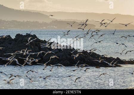 seagulls black headed gulls flying over sea black-headed gulls Stock Photo