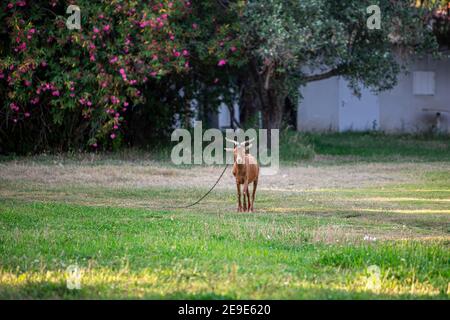 Billy goat tied with a chain stand in the middle of the field looking directly into the camera. Stock Photo