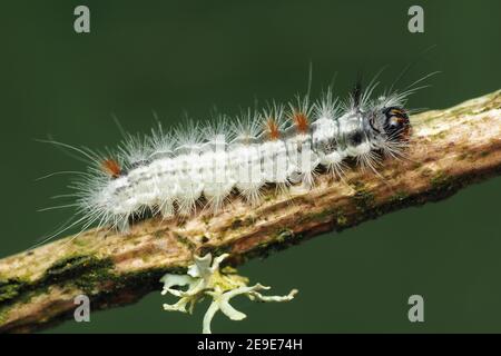 Nut-tree Tussock moth caterpillar (Colocasia coryli) crawling along branch. Tipperary, Ireland Stock Photo