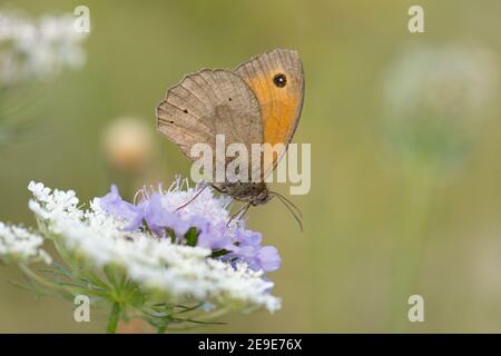 Meadow Brown Butterfly, Maniola jurtina, nectering on a Small Scabious flower, Scabiosa columbaria, at Aston Rowant Nature Reserve, Oxfordshire. Stock Photo