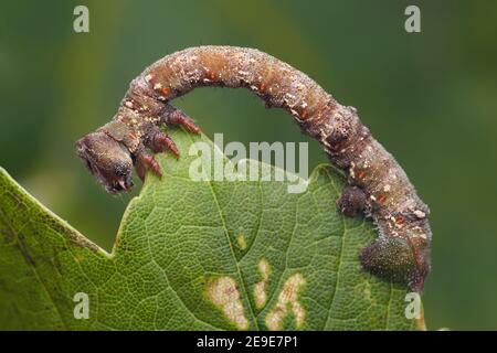 Peppered Moth Caterpillar (Biston betularia) crawling along edge of leaf. Tipperary, Ireland Stock Photo