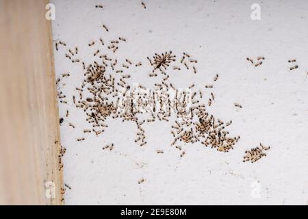 Adult Flower Ants of the species Monomorium floricola Stock Photo