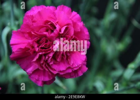 The Beautiful Flower Head of a Golem Carnation Plant. Stock Photo