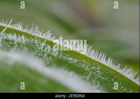 Ice Crystals on Green leaf Stock Photo