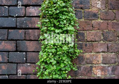 Brick wall with creeping plant Stock Photo