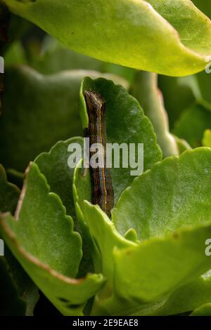 Caterpillar of the genus Spodoptera eating the leaf of the plant Flaming Katy of the species Kalanchoe blossfeldiana Stock Photo