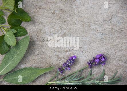 Food background on a concrete surface, spicy garden medicinal herbs: mint, sage, rosemary, lavender. Copy space. Ingredients for making herbal tea or Stock Photo