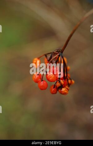 Wet hawthorn red berries on the bush branch in blurred bokeh Stock Photo