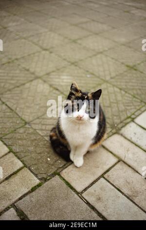 fluffy tricolor marquis kitty sits on the stone floor outdoors. Stock Photo