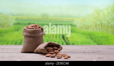 Almond in linen bag, Almond farm in the background. Almond kernels on the table Stock Photo