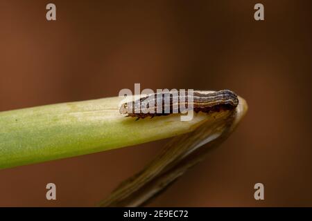 Caterpillar of the genus Spodoptera eating a Chives  leaf of the species Allium schoenoprasum Stock Photo