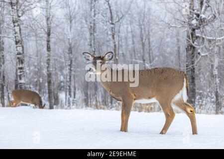 Young white-tailed buck in a snow-covered field in northern Wisconsin. Stock Photo
