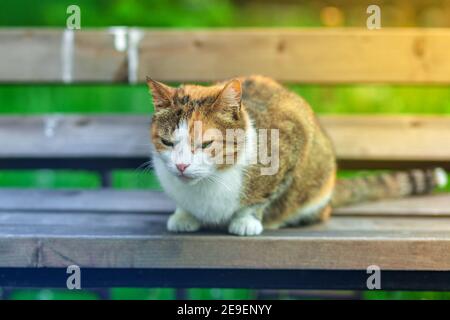 A homeless white-red cat sits on a bench against a background of green grass.  Stock Photo