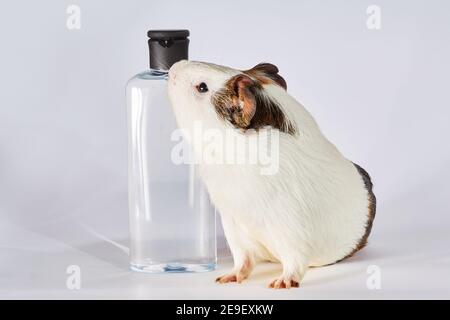 Dog shampoo for guinea pigs best sale