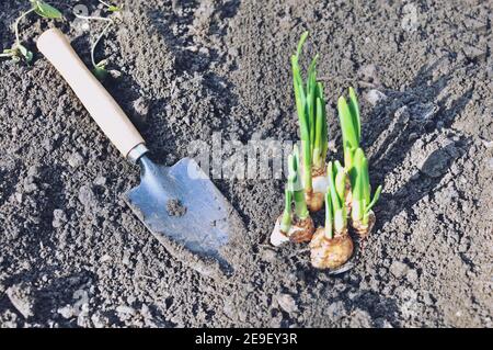 Young daffodil (Narcissus) flower plant transplanted into garden soil with a gardening tool. Top view. Stock Photo