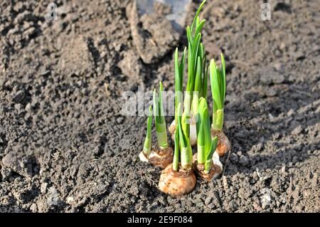 Top view of young daffodil (Narcissus) flower plant bulbs. Copy space text Stock Photo