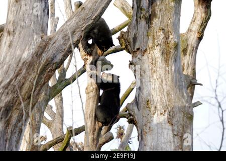 Two spectacled bears, in Latin called Tremarctos ornatus, playing together and climbing in tree crowns. It is short faced bear native to South America Stock Photo