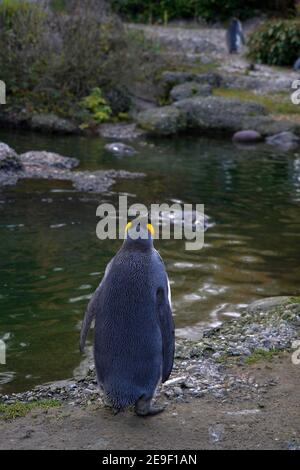 King penguin living in captivity, in Latin called Aptenodytes patagonicus, in back view walking looking over a small pond at another in background. Stock Photo