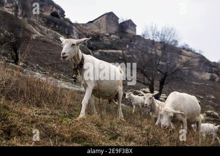 white domestic goats graze against the background of blurry ancient buildings on a rock in the highlands Stock Photo