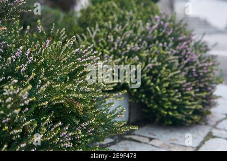 blooming decorative heather on the edge of the sidewalk close-up on blurred background Stock Photo
