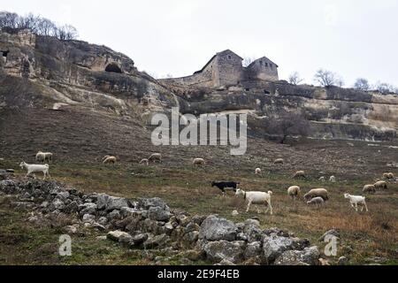 goats and sheep graze on a slope under a cliff with old houses Stock Photo