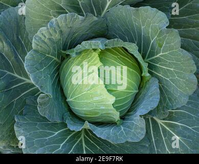 Close up green fresh cabbage maturing heads growing in the farm field Stock Photo