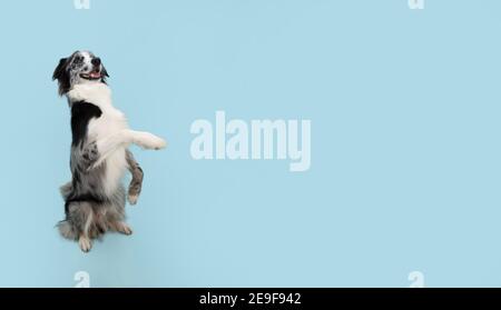 Border collie trick. Dog sitting on hind legs begging behaviour. Isolated on blue background. Stock Photo