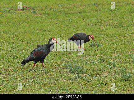 Southern Bald Ibis (Geronticus calvus) two adults feeding in meadow  Steenkampsberg Range, South Africa          November Stock Photo