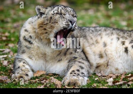 Magdeburg, Germany. 21st Jan, 2021. A snow leopard (Panthera uncia) lies yawning in its enclosure at Magdeburg Zoo. Credit: Klaus-Dietmar Gabbert/dpa-Zentralbild/ZB/dpa/17�Թ����� Live News Stock Photo