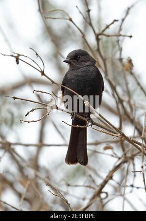 Southern Black-flycatcher (Melaenornis pammelaina) immature perched on twig  Kruger NP, South Africa          November Stock Photo