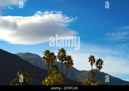 Palm trees growing in Palm Springs, California Stock Photo