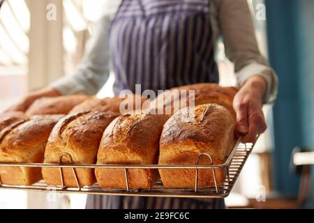 Sales Assistant In Bakery With Tray Of Freshly Baked Organic Sourdough Bread Loaves Stock Photo