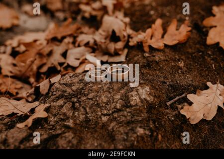 two engagement gold wedding rings lie on a stone overgrown with moss among orange dried fallen oak leaves from trees Stock Photo