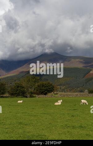 Lambs in a field with Skiddaw mountain in the distance Keswick Cumbria Stock Photo