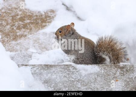Squirrel having fun in the winter, playing in the snow. Stock Photo