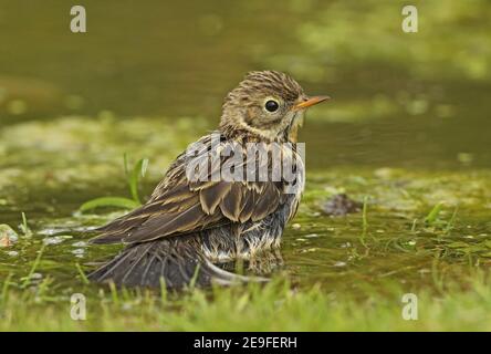 Meadow Pipit (Anthus pratensis) adult bathing in pond  Eccles-on-Sea, Norfolk, UK                July Stock Photo