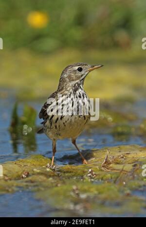 Meadow Pipit (Anthus pratensis) adult standing on algae mat in pond, wet after bathing  Eccles-on-Sea, Norfolk, uk                     May Stock Photo