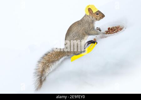 Squirrel having fun in the winter, playing in the snow. Stock Photo