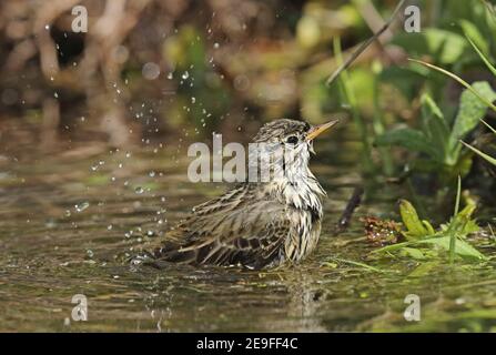 Meadow Pipit (Anthus pratensis) adult bathing in pond  Eccles-on-Sea, Norfolk, uk                     May Stock Photo