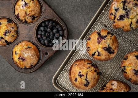 Fresh blueberry muffins out of the oven and cooling on the counter Stock Photo