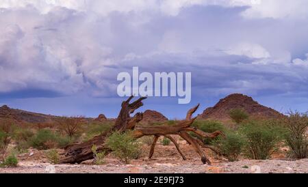 Desert landscape in the green kalahari region in the northern Cape province of South Africa Stock Photo