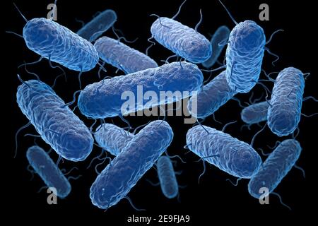 Enterobacteria. Enterobacteriaceae are a large family of Gram-negative bacteria. 3D illustration Stock Photo