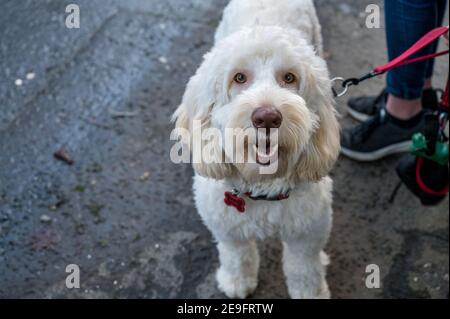 White labradoodle dog looking at the camera on a walk Stock Photo